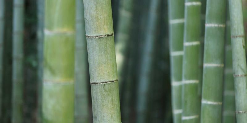 精准修剪,丰产无忧:掌握新叶期果树修剪的三大工具系统操作要诀